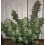 wedding cake cannabis