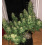 wedding cake cannabis
