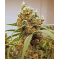 PINK BERRY Feminized Cannabis