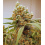 PINK BERRY Feminized Cannabis