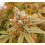 PINK BERRY Feminized Cannabis 