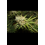 Big Jack Cannabis Seeds Feminized