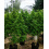 Big Jack Cannabis Seeds Feminized