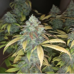 QUEBEC BLUE Feminized Cannabis Seeds