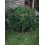 SSKUSH Feminized Cannabis Seeds	