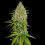 Auto Grapefruit Haze Cannabis 