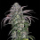 Alaskan Thunder Fuck Cannabis 