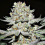 Hash Plant Cannabis 