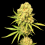 Gold Sativa Cannabis 