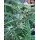 SSKUSH Feminized Cannabis Seeds	