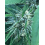 SSKUSH Feminized Cannabis Seeds	