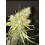 Big Jack Cannabis Seeds Feminized