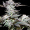 Blue God X Cluster Cannabis Seeds Feminized