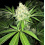 AMNESIA LEMON FAST VERSION Feminized Cannabis Seeds