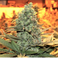 White Dream Feminized Cannabis Seeds