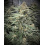 Blueberry Kush X AK 47 Cannabis Seeds Feminized	
