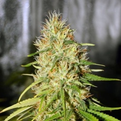 G13 LABS - Double Black cannabis seeds