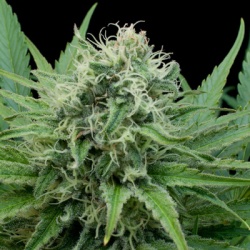 G13 LABS - Raw Diesel Cannabis seeds