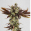 Banana Sherbet Cannabis Seeds