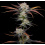 Banana Punch Cannabis Seeds