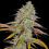 Lemon OG Kush Cannabis Seeds