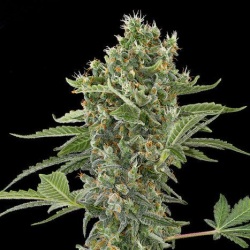 Moby Dick Cannabis seeds 