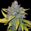 AUTO BLUE DREAM