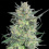 Auto LSD Cannabis Seeds 