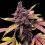 Auto Red Kush Cannabis Seeds