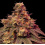 Crush Kush cannabis seeds
