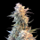 god kush cannabis