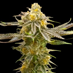 Auto Strawberry Cheese Cannabis Seeds 