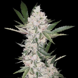 Strawberry Cough Cannabis Seeds