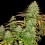 Pure Power Plant Cannabis