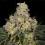 Dosido X Afghani Skunk