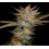 Blueberry Cough Feminized Cannabis Seeds	