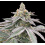 Fat Bastard Cannabis Feminized Seeds	
