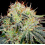 Auto Fat Bastard Cannabis Seeds Feminized