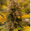 CBG Jack Frost Cannabis Seeds Feminized