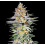 Ghost Train Haze cannabis