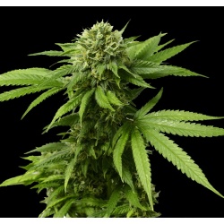 CBD ACDC Cannabis Feminized Seeds	