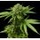 CBD ACDC Cannabis Feminized Seeds	