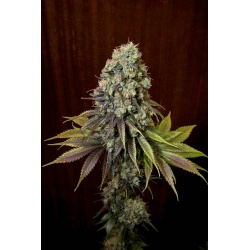 Blue Hash Cannabis Seeds Feminized