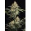 Dinachem Cannabis Seeds Feminized