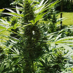 Auto The Beast Cannabis