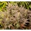 Strawberry Punch Auto