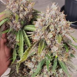 Auto Moby-Wan-Chemoby