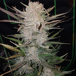 Auto Hazey Brain