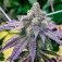 All About Autoflower Marijuana