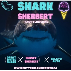 Shark Sherbert Fast Version 